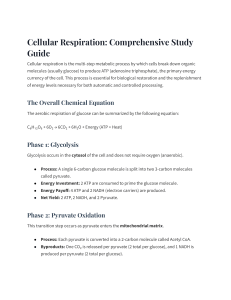 Cellular Respiration Study Guide: Comprehensive Overview