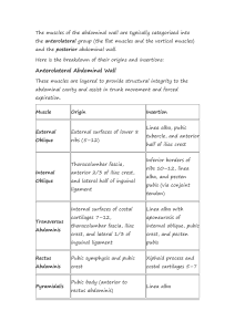 Abdominal Wall Muscles: Origins & Insertions