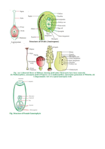 Angiosperm Reproduction: Ovule Structure and Female Gametophyte