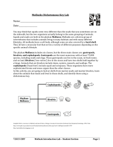 Mollusks Dichotomous Key Lab Worksheet