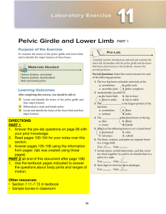 Lab 11: Pelvic Girdle & Lower Limb Worksheet