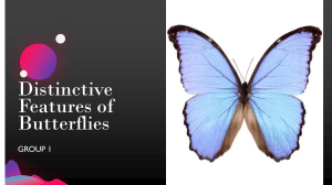 Distinctive Features of Butterflies