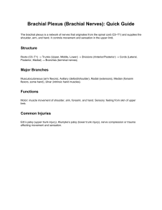 Brachial Plexus Quick Guide: Anatomy & Functions