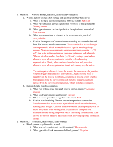 Biology Study Guide: Human Physiology Questions & Answers
