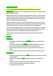 Science Notes Term 1: Respiration, Breathing, Ecosystems