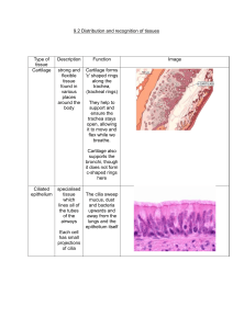 Distribution and Recognition of Respiratory Tissues