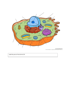 Animal Cell Diagram: Label the Parts