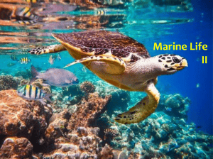 Marine Life II: Pelagic Zone Fish, Reptiles, Mammals