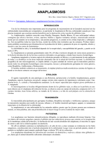 Anaplasmosis Bovina: Causas, Transmisi&oacute;n y Tratamiento
