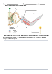 Knee Jerk Reflex Worksheet: Label the Pathway