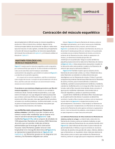 Contracci&oacute;n del m&uacute;sculo esquel&eacute;tico: anatom&iacute;a y fisiolog&iacute;a