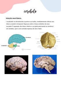 Anatomia do Cerebelo: Posi&ccedil;&atilde;o, Estruturas, Divis&otilde;es