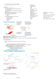 Muscle Activity and Output: Force-Velocity, Torque, Work