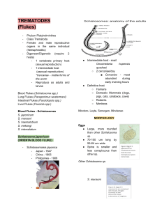 Trematodes (Flukes) - Schistosoma, Paragonimus, Fasciola