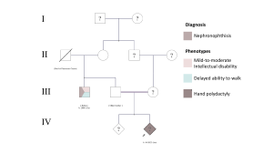 Nephronophthisis Pedigree Chart Case Study