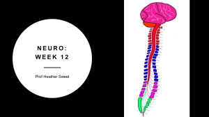 Neuro Week 12: Cerebral Vascular Accident & TIA