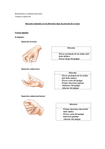 M&uacute;sculos en prensi&oacute;n de la mano: Biomec&aacute;nica y Terapia Ocupacional