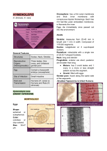 Hymenolepis Tapeworms: Morphology, Life Cycle, Epidemiology