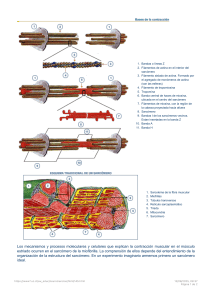 Bases de la contracci&oacute;n muscular