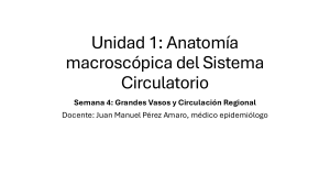 Anatom&iacute;a del Sistema Circulatorio: Grandes Vasos y Circulaci&oacute;n Regional