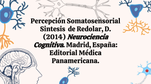 Percepci&oacute;n Somatosensorial - S&iacute;ntesis de Redolar