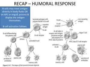 Humoral Immune Response Recap: B Cells, Antibodies, and Memory Cells