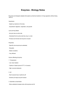 Enzymes - Biology Notes