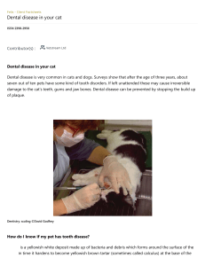 Dental Disease in Cats: Causes, Symptoms, and Prevention