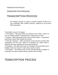 Transcription Process: DNA to mRNA Stages