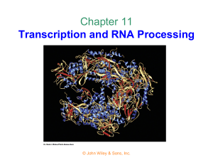 Chapter 11: Transcription and RNA Processing
