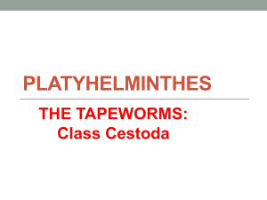 Tapeworms (Cestoda) - Platyhelminthes Lecture Notes
