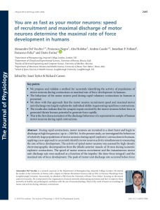 Motor Neurons and Maximal Force Development in Humans