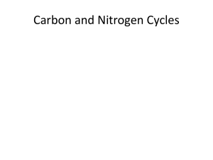 Carbon and Nitrogen Cycles: Educational Guide