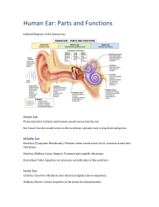Human Ear: Parts and Functions Diagram