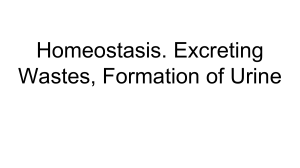 Homeostasis & Urine Formation