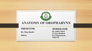 Oropharynx Anatomy Presentation