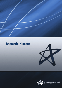 Anatomia Humana: Aparelho Cardiorrespirat&oacute;rio