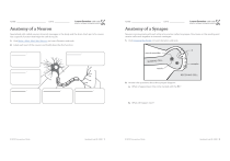 Synaps Worksheet Anatomy of Neuron and Synapse Worksheet