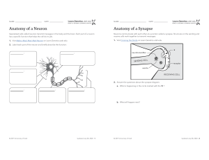 Synapse Worksheets.pdf Synapse Worksheet: Neuron Communication Crossword