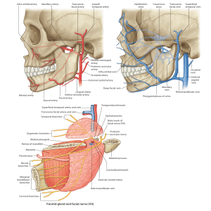 Head and Neck Anatomy: Vessels and Nerves