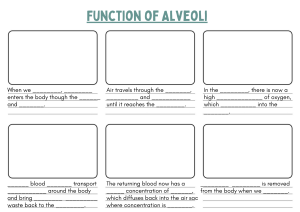 Function of Alveoli Worksheet