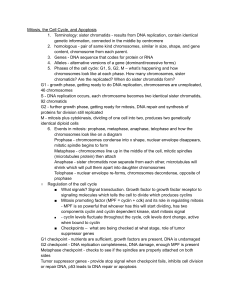 Mitosis, Cell Cycle, and Apoptosis Study Guide