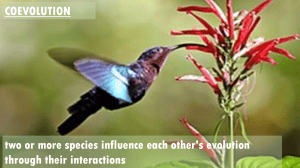 Coevolution: Definition and Examples