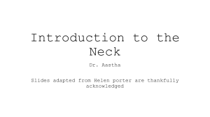 Introduction to the Neck Anatomy