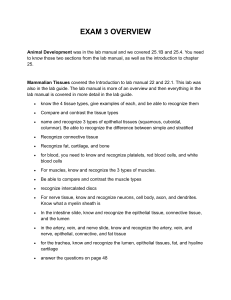 Exam 3 Overview: Biology Study Guide for Tissues, Skeleton, Brain