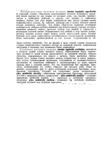 Анатомия пахового канала: поверхностное и глубокое кольцо