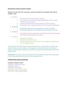 Mitosis: Phases and Microscope Identification