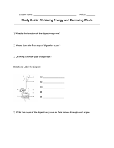 Study Guide: Digestive & Urinary Systems