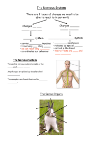 The Nervous System Study Guide: Fill-in-the-Blanks & Diagrams