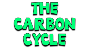 The Carbon Cycle: Carbon Pools Activity